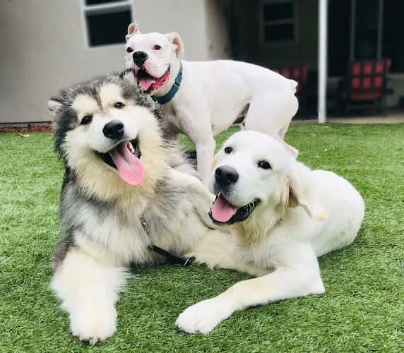 Dog trainer Wet Noses Dog Training Los Angeles