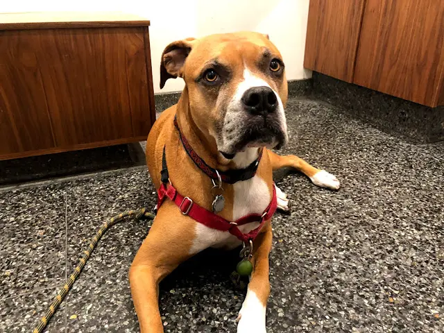 Dog day care center VCA All Pets Hospital San Francisco