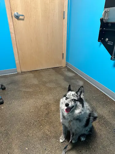 Pet vet Urban Animal Kirkland