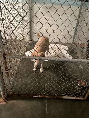 Dog day care center Inbark Portland
