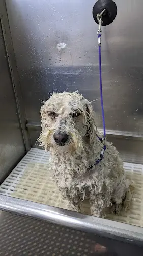 Dog Grooming Dunk'N Dogs Dog Wash and Grooming and Pet Food and Supplies San Diego