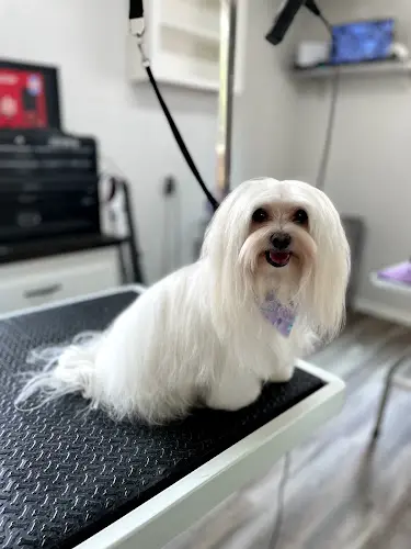 Dog Grooming Fluffy Pawz Dog Grooming Sacramento