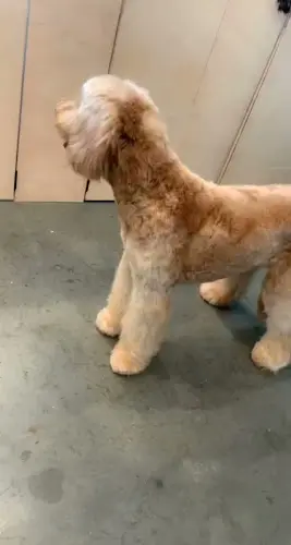 Dog day care center Pupper Club Chula Vista