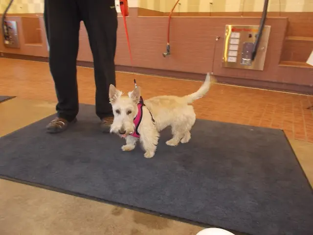 Rescue & Shelter Pet Food Express Sunnyvale