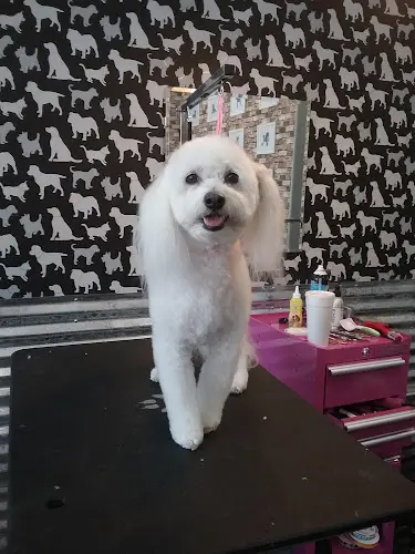 Dog day care center Shampooch Pet Styles Temecula