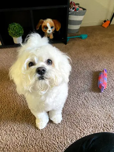 Dog Grooming Pampered Pet Grooming Fresno