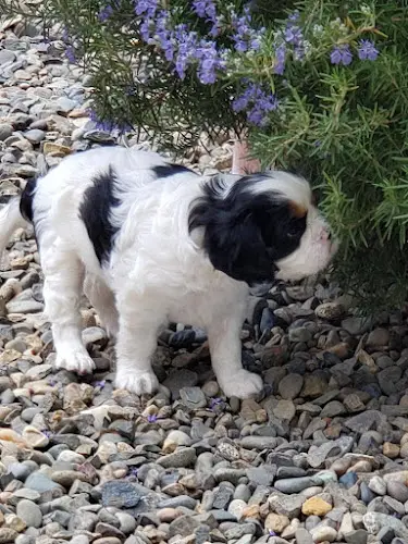 Dog breeder Cavaliers Of Royalty Murrieta