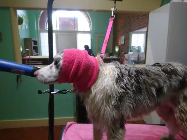 Pet boarding service Cherry Dog Richmond