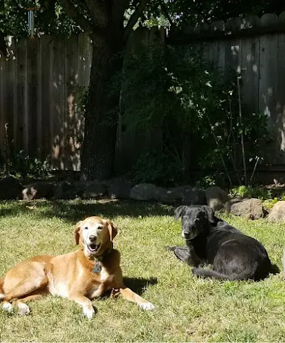 Dog trainer Mans Best Friend Dog Training and Boarding Santa Rosa