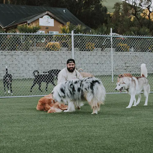 Dog day care center Club K9 Fremont-Sunol Stockton