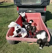 Dog breeder Cutters Quarters Border Collies Vallejo