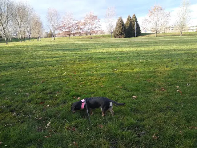 Dog Park Griffin Oaks Park Hillsboro
