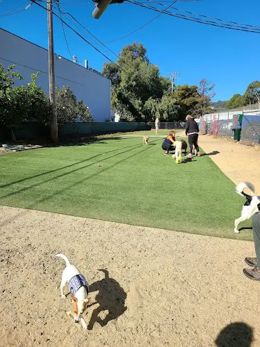 Dog Park Brisbane Dog Park Daly City