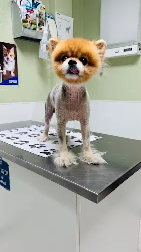 Pet vet Akaal Pet Hospital Roseville