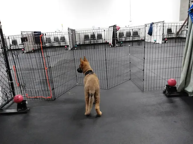 Dog day care center Ahimsa Dog Training Seattle Seattle