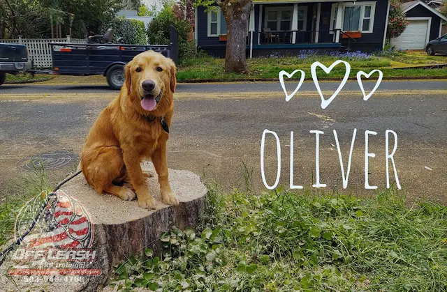 Dog day care center Off Leash K9 Training LLC Beaverton