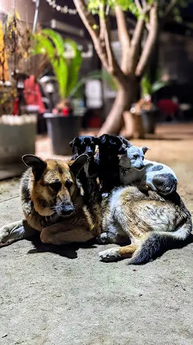 Rescue & Shelter Le & Sons Farms of California Fresno