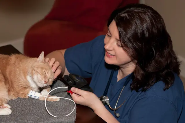 Pet vet At Home Veterinary Services Portland