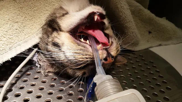 Pet vet Veterinary Dental Specialties & Oral Surgery San Diego