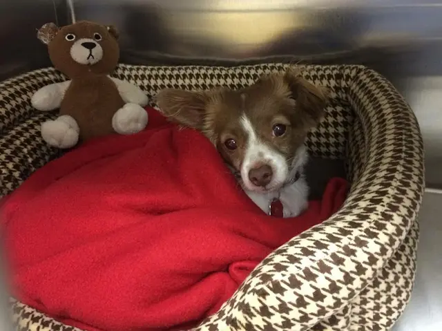 Dog breeder Animal Hospital of Irvine Orange