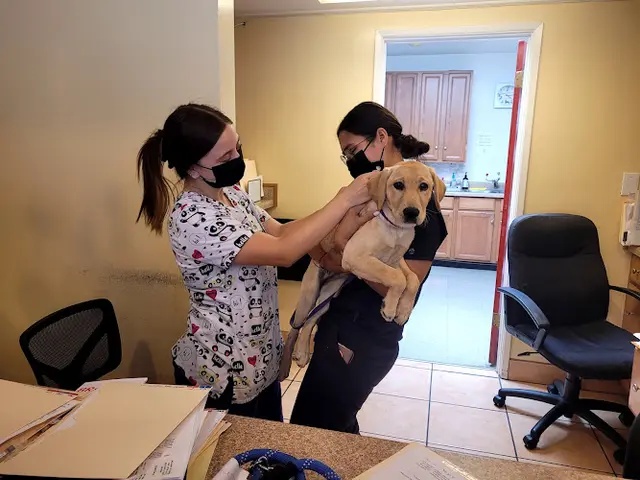 Pet vet Bellflower Pet Hospital & Hotel Carson