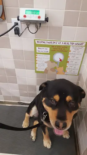 Rescue & Shelter Pet Food Express Concord