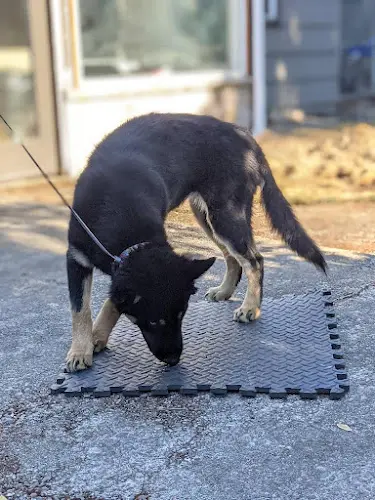 Dog trainer Simpatico K9 Training Tacoma