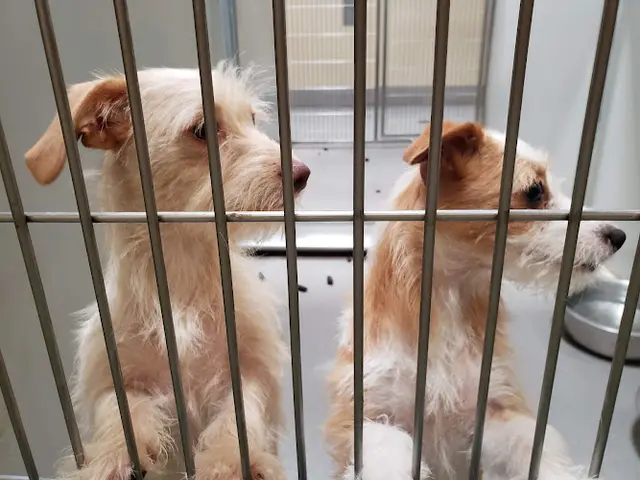 Dog breeder Stanislaus Animal Services Agency Modesto