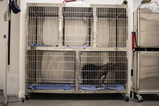 Pet vet Veterinary Medical Center Sacramento