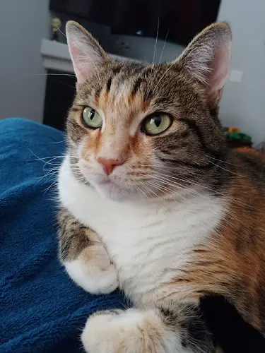 Pet vet Chuckanut Feline Center Bellingham