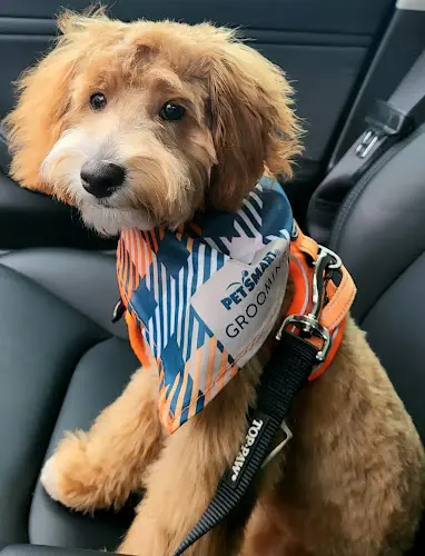 Dog day care center PetSmart Grooming Portland