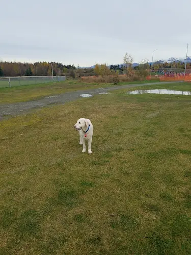 Dog Park South Anchorage Sports Park Anchorage
