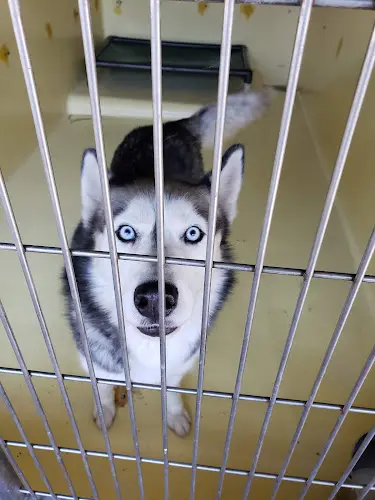 Rescue & Shelter San Gabriel Valley Humane Society Glendale