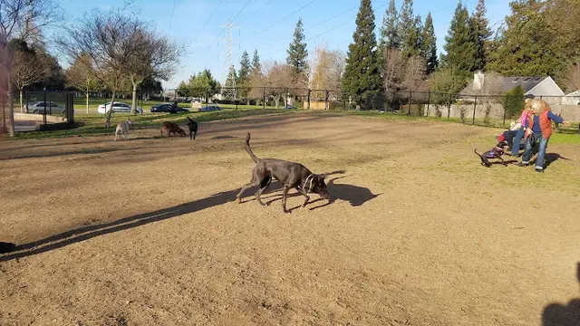 Dog Park University Park Dog Park Sacramento