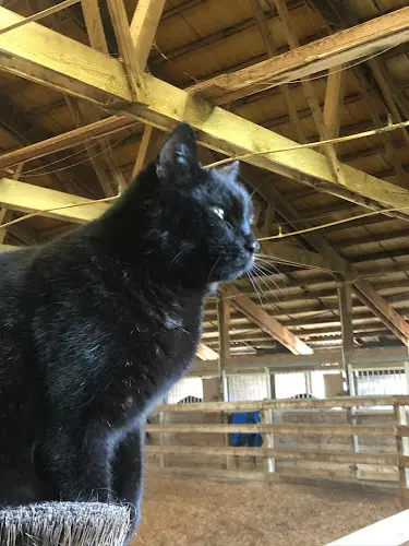 Pet boarding service Arabian Star Equestrian Center Vacaville