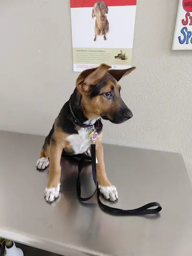 Dog walker Valley Oak SPCA Spay Clinic Visalia