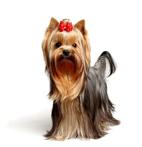 Dog Grooming SISIS PET GROOMING South Gate