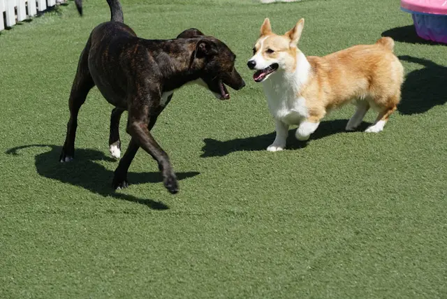 Dog day care center Holiday Pet Hotel Carlsbad