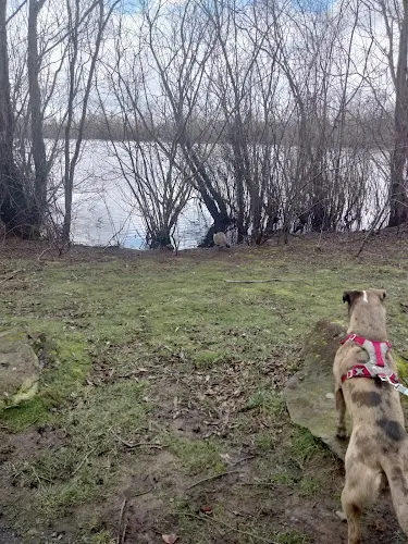 Dog Park Salish Ponds Wetland Park Gresham