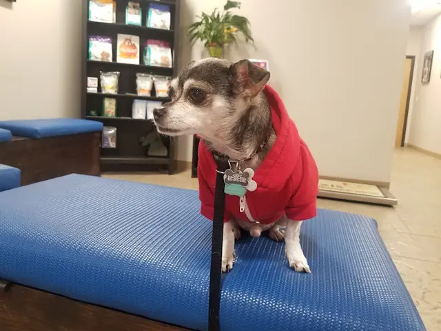 Dog trainer West Roseville Veterinary Hospital Roseville