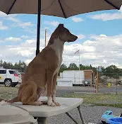Rescue & Shelter Cascade Canine Rescue East and West Bend