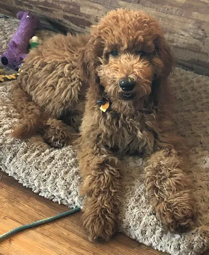 Dog breeder Sunset standard poodles Everett