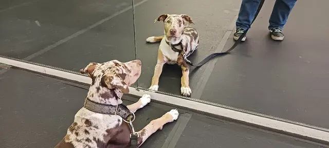 Dog trainer San Lorenzo Dog Training Club Richmond