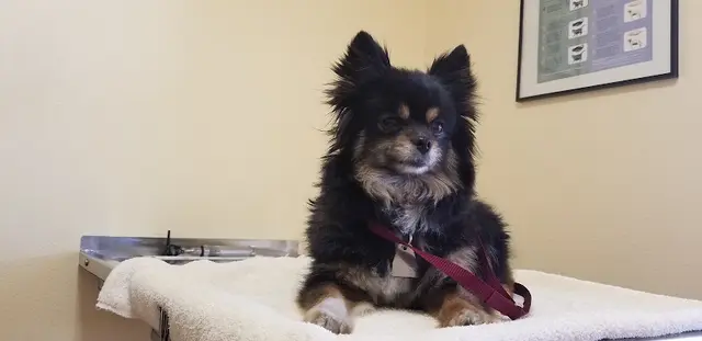 Dog day care center Fur Babies Pet Salon Victorville