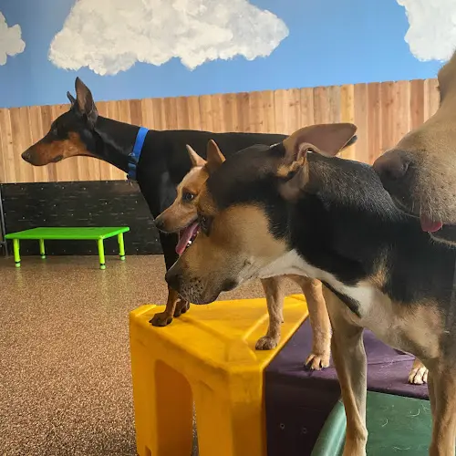 Dog day care center The Dog House Portland