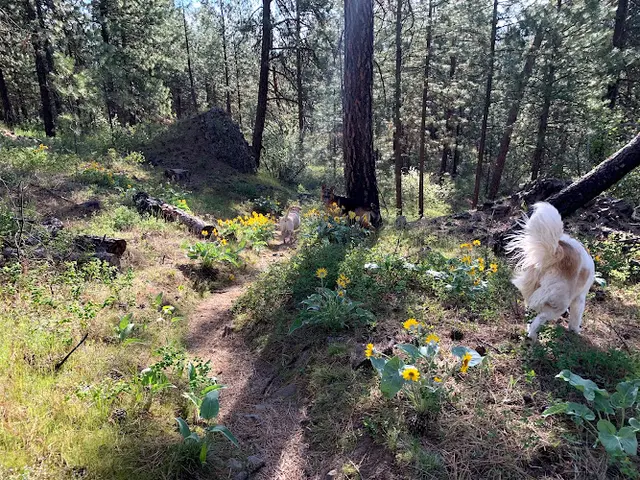 Dog Park Rimrock View Trail & Park Spokane