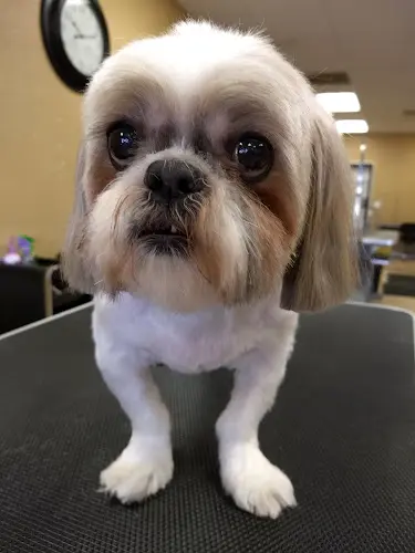 Dog Grooming Thrifty Pet Grooming Rialto