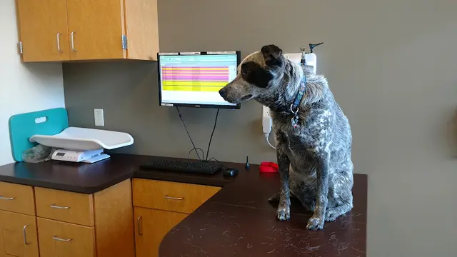 Pet vet Adobe Animal Hospital Sunnyvale