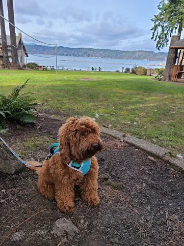 Dog breeder Pups by Taylor Federal Way