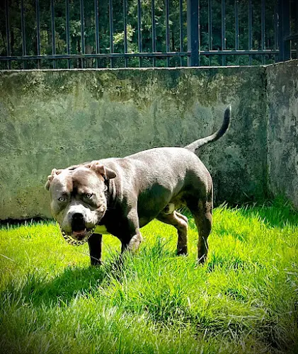 Dog breeder Shadowline Kennels Federal Way
